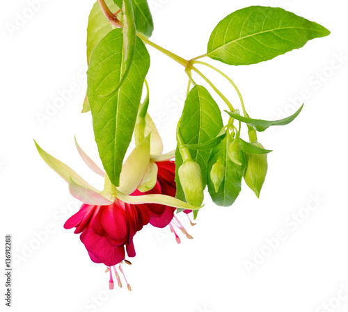 beautiful blooming hanging twig in shades of bright red fuchsia photo