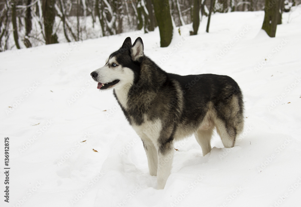 husky snow winter beautiful proud animal wild dog wolf husky snow winter beautiful proud animal wild dog wolf
