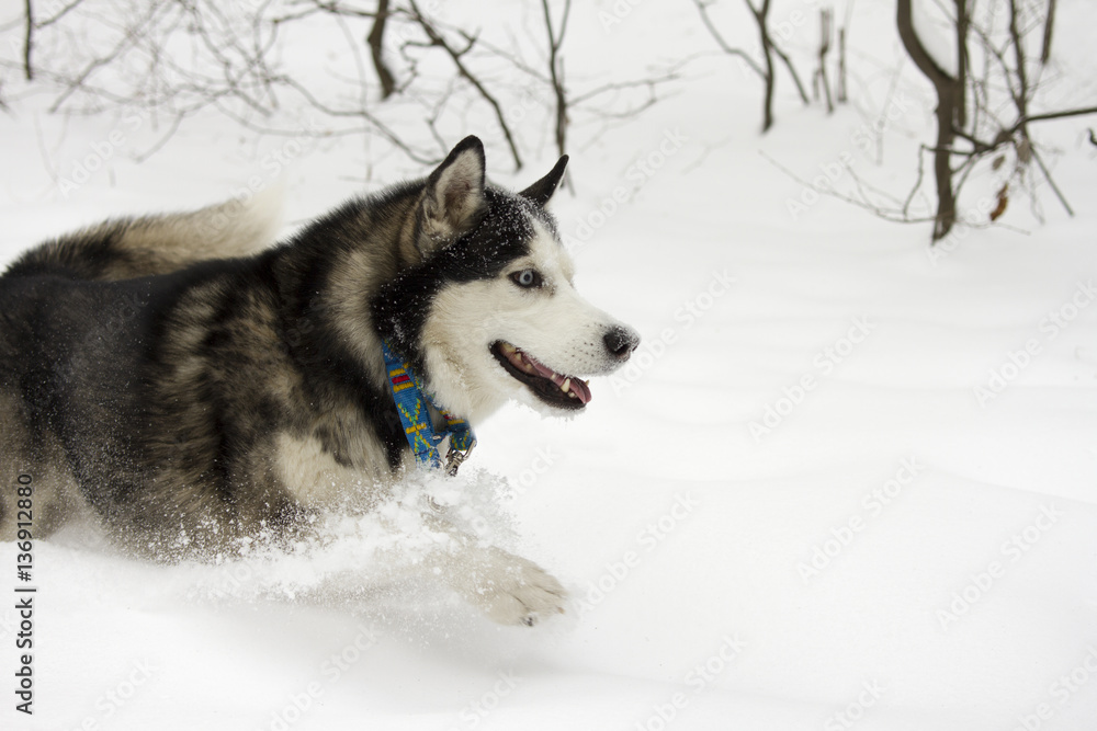 husky snow winter beautiful proud animal wild dog wolf snow great running leaps through the snow husky snow winter beautiful proud animal wild dog wolf snow great running leaps through the snow