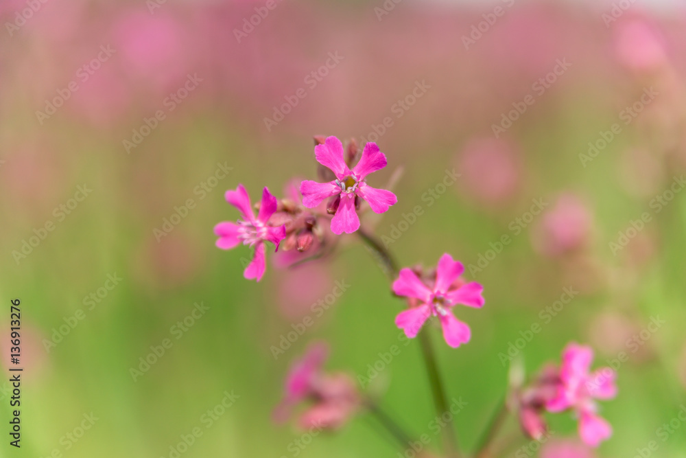 Purple flower with blurred background. Sunny day image.