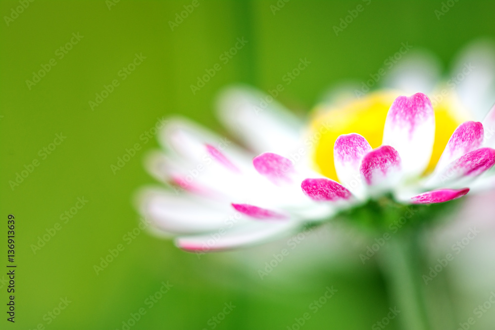 Daisy flower in spring Daisy flower in spring