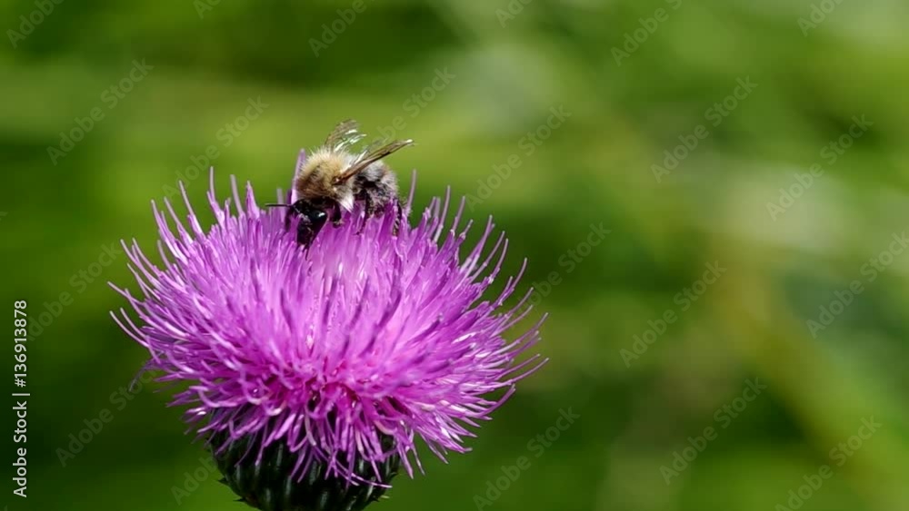 Bee on blooming thistle in summer
Bee on blooming thistle in summer