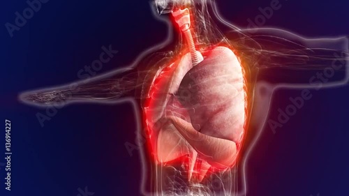 Human anatomy. The anatomical model of a human lungs is rotated around its axis on black background. Loop animation photo