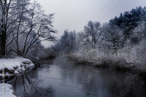 Winter forest