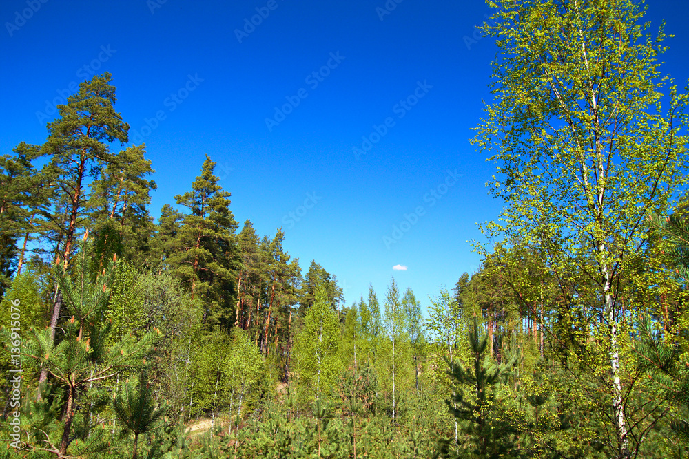 View of the spring forest View of the spring forest