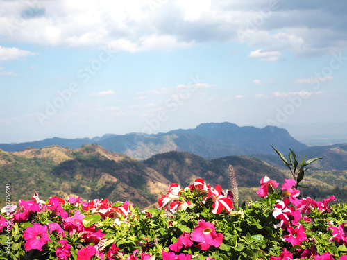 petunia flowers over high mountains background