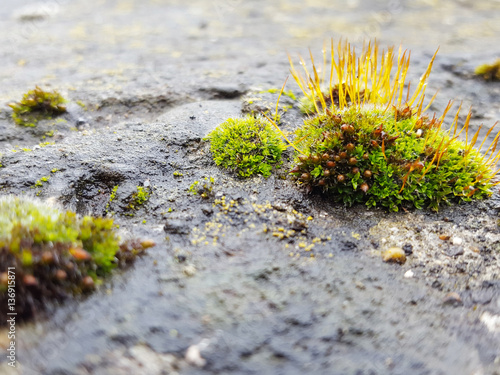 Green moss on a stone