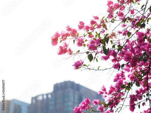 Bougainvillea flower over blurry building background