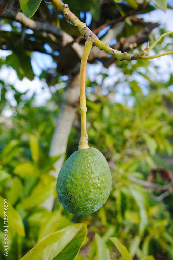 Green ripe avocado on the tree, avocado plantation Green ripe avocado on the tree, avocado plantation