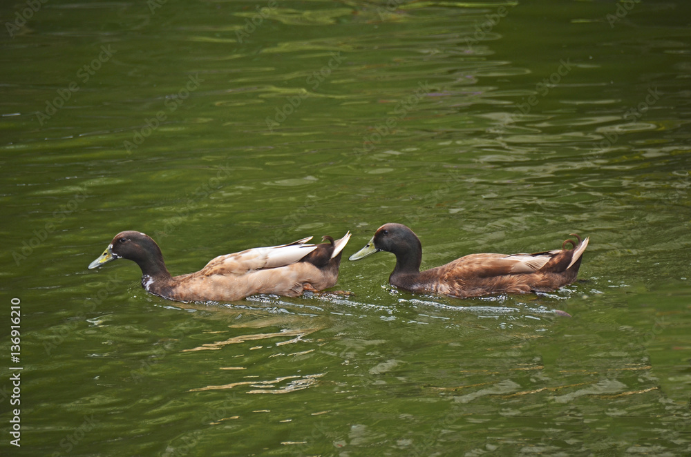 Obraz premium ducks swimming