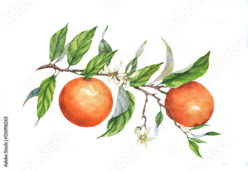 Hand drawn watercolor illustration of oranges on branch on the white background