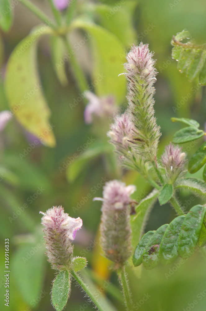 Justicia procumbens or Strobilanthes chiangdaoensis Terao. Forest flower at Mountain Chiang Dao national park, Chiang Mai, Thailand Justicia procumbens or Strobilanthes chiangdaoensis Terao. Forest flower at Mountain Chiang Dao national park, Chiang Mai, Thailand