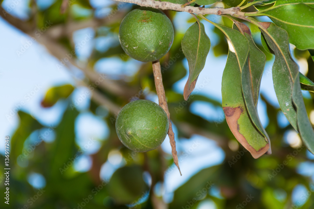 Macadamia nuts on the evergreen tree - expensive fat nuts
