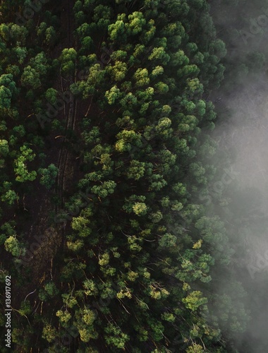 Misty trees from above