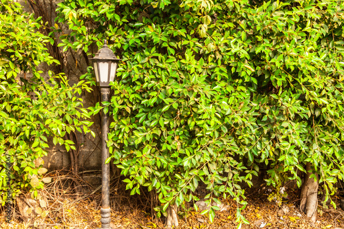 Old lamp in the park