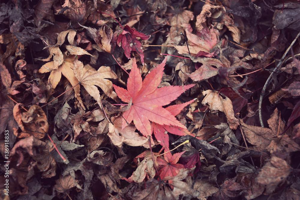 Colorful backround image of fallen autumn leaves for background