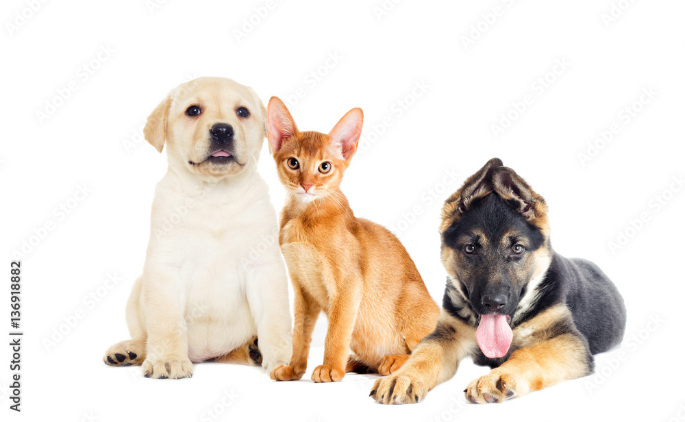 labrador puppy and Abyssinian kitten looking labrador puppy and Abyssinian kitten looking