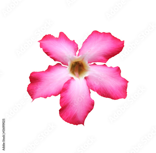 Beautiful pink adenium desert rose