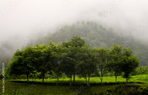 Wallpaper Mural Naturlandschaft im Nebelwetter Torontodigital.ca