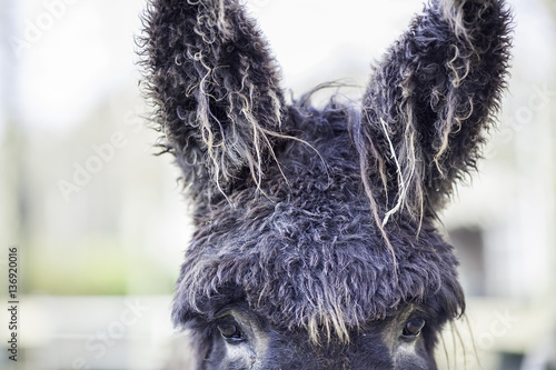 Bad hair day for a French poitou donkey with very hairy ears