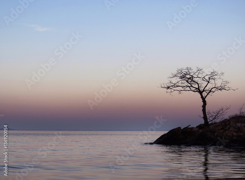 Dawn or dusk lone tree lake river ocean water landscape background