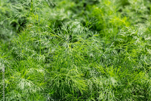 Fresh dill green background with drops of dew
