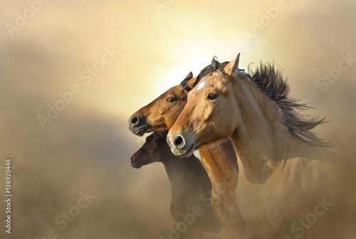 portrait of three mustang horses in sunset