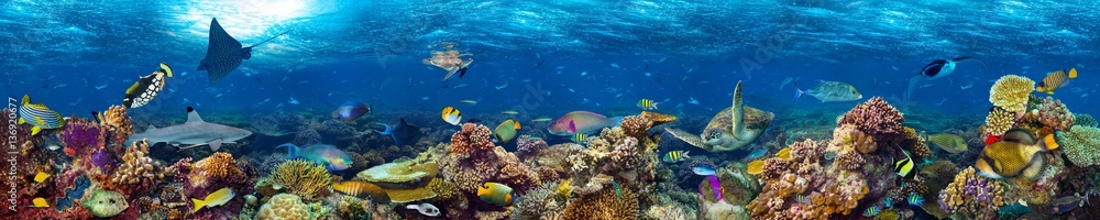 colorful super wide underwater coral reef panorama  banner background with many fishes turtle shark and marine life