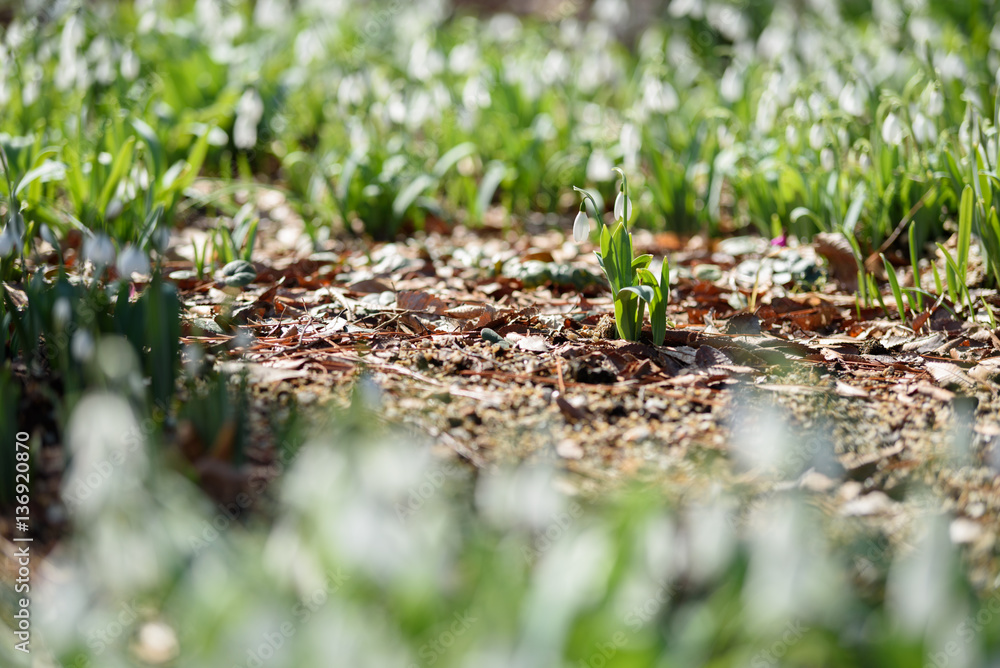 Obraz premium スノードロップ