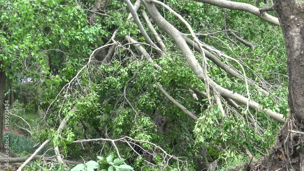 Fallen Tree Damage After Tropical Storm Hits Taiwan in the Daan park, Typhoon Dujuan 4K-Dan Fallen Tree Damage After Tropical Storm Hits Taiwan in the Daan park, Typhoon Dujuan 4K-Dan