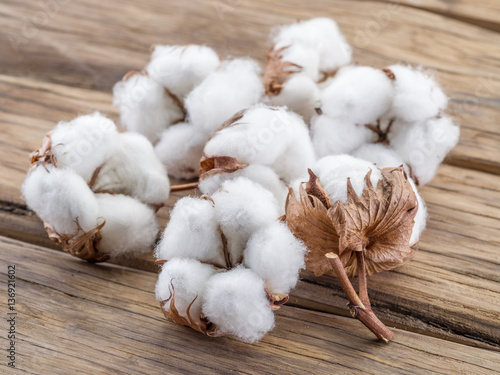 Obraz na plátně Fluffy cotton ball of cotton plant on the wooden table.