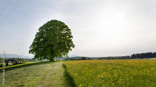 Timelapse of tree changing during 4 weather seasons