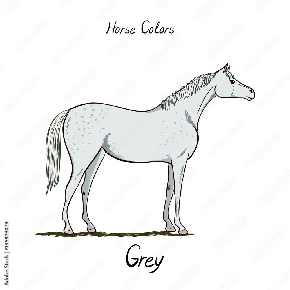 horse-color-chart-equine-coat-colors-with-text-equestrian-scheme