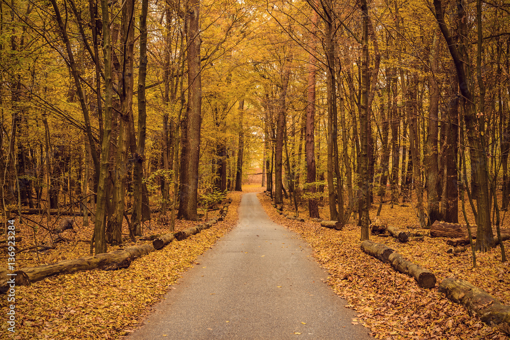 narrow asphalt road in colorful autumn forest, vintage filtered style
