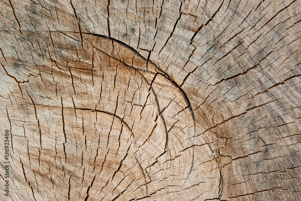 Naklejka premium Ścięte drzewa, pozyskiwanie drewna, las tkaniny, tło tekstu