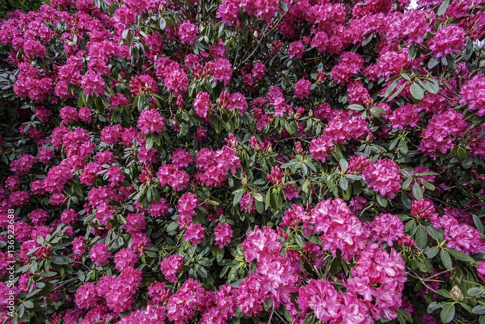 Pink Azalea Rhododendrons in Full Bloom Pink Azalea Rhododendrons in Full Bloom