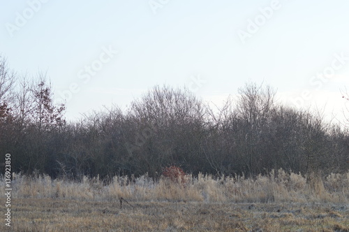 Hecke wartet auf Frühling