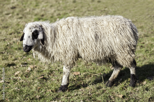 Sheep from Mongolia. Ewe shown in profile with wooly coat. photo