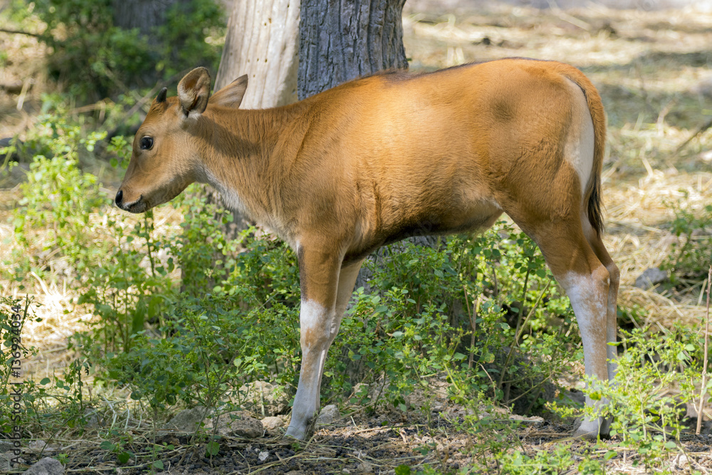 Image of a red calf on nature background. wild animals.