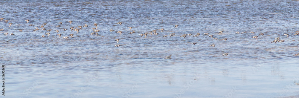 Group of Sanderlings at Lagoa do Peixe