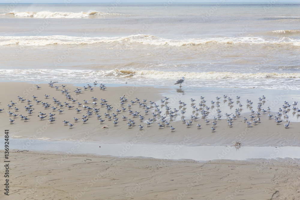 group of Common Tern resting group of Common Tern resting