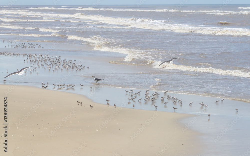 Seagull in the middle of a group of Sanderlings resting Seagull in the middle of a group of Sanderlings resting