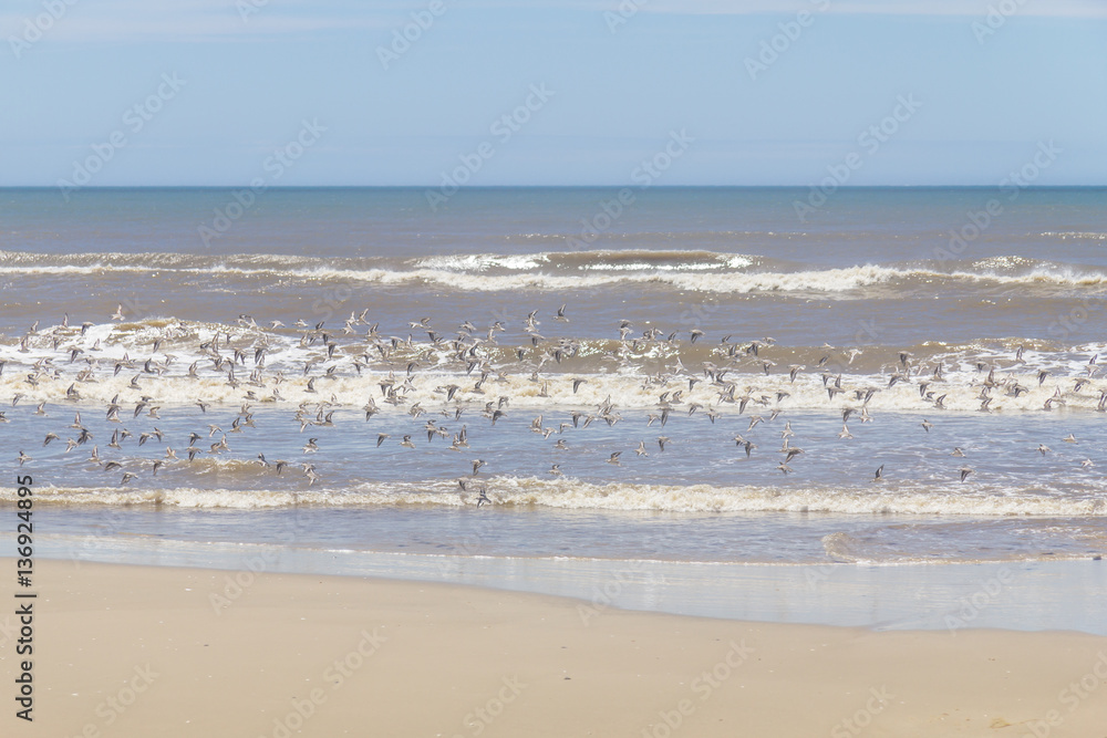 group of Sanderlings flying