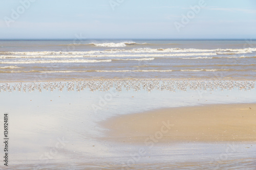 group of Common Tern resting