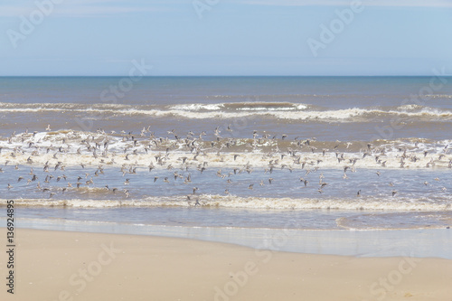 group of Sanderlings flying © lisandrotrarbach
