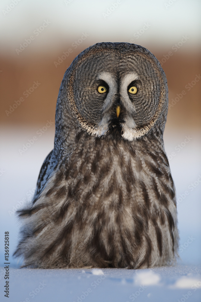 Female Great grey owl (Strix nebulosa) in snow, portrait, Oulu, Finland, February 2009 Female Great grey owl (Strix nebulosa) in snow, portrait, Oulu, Finland, February 2009