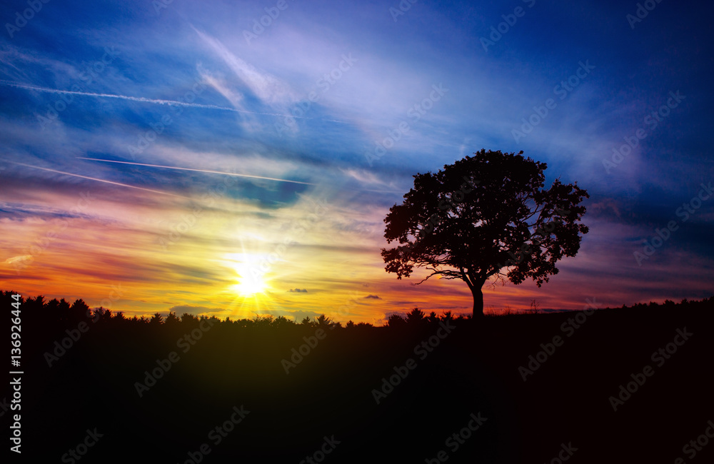 Sunrise with tree. Sunrise with tree.