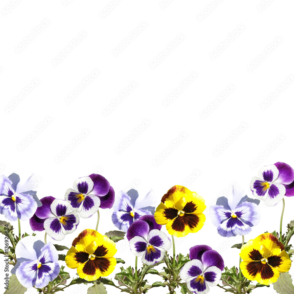 Beautiful floral background of purple and yellow pansies Stock-Foto