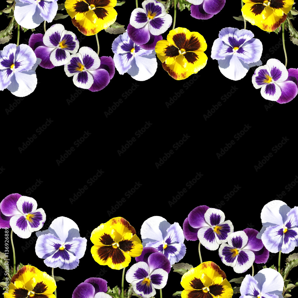 Beautiful floral background of purple and yellow pansies Stock-Foto