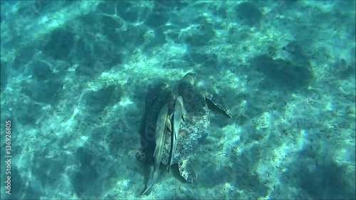 turtles, red sea, holyday, turism, diving
